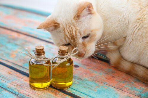 Katzen Olivenöl
