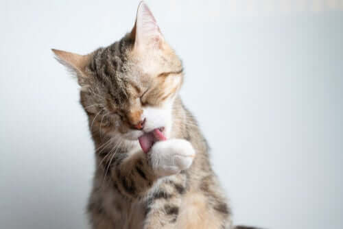 Harnwegsinfektionen bei Katzen erkennen und vorbeugen - My ...
