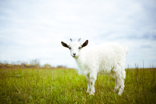 White goat in a field.