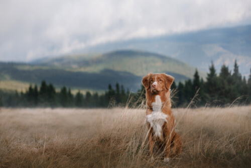 Normativa sobre los perros sueltos en el campo - My Animals