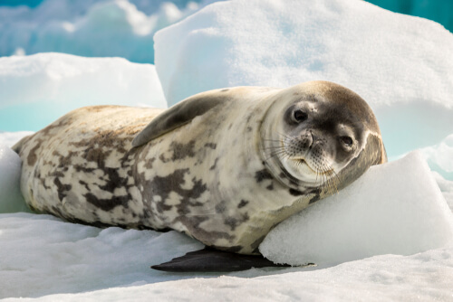 Diferencias entre focas y leones marinos My Animals