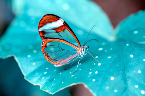 La mariposa de cristal: la transparencia como defensa - My Animals