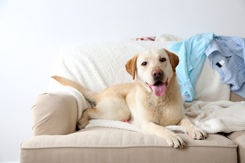 Onko OK päästää koira sohvalle?
