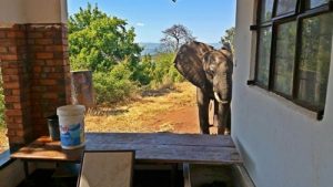 Salametsästys: Ammuttu elefantti pakeni ihmisten luo