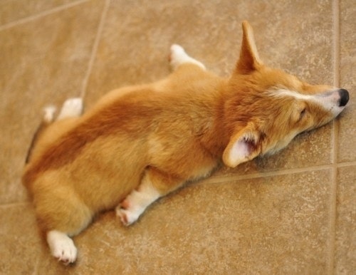 Koiran nukkumistyyli voi kertoa sen luonteesta