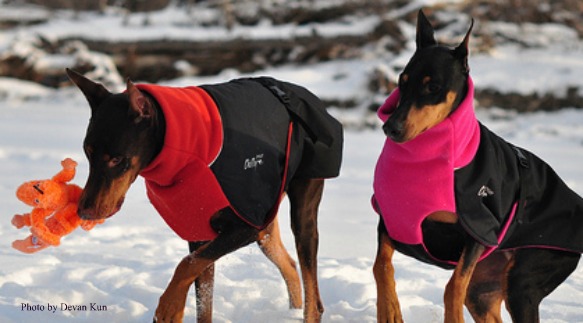 Kuinka pitää koira lämpimänä talvella?