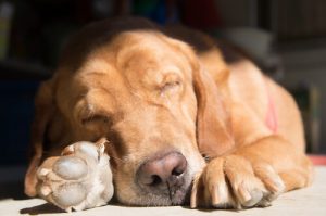 Koiran nukkuma-asento - mitä se kertoo?