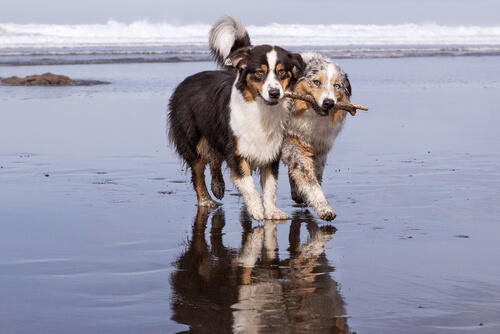 Koiran adoptointi: onko kaksi koiraa parempi kuin yksi?