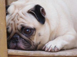Kuinka välttää koiran eroahdistus?