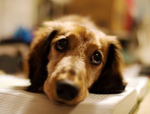 Koiran inhimillistäminen - miksi se on haitallista?