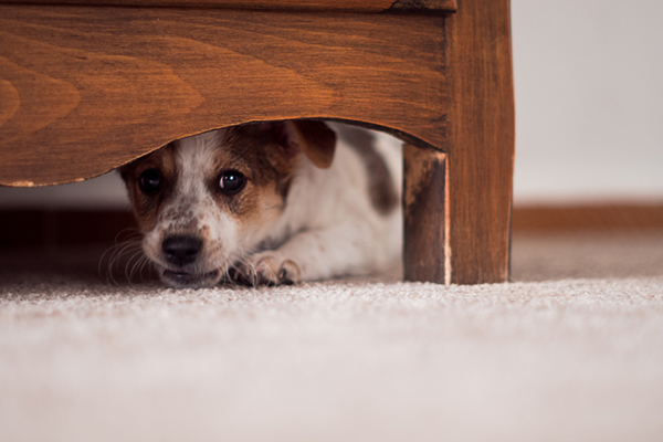 Koiraa pelkää – 4 eläimen paniikkiin ajavaa asiaa