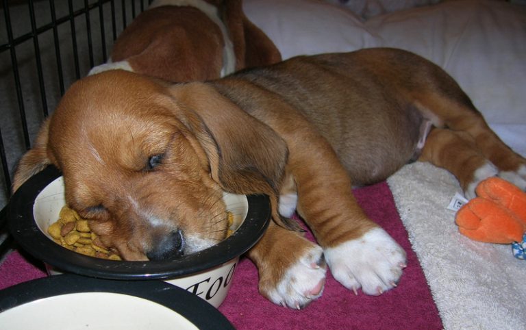 Mitä koiran nukkumistyyli kertoo sen luonteesta?