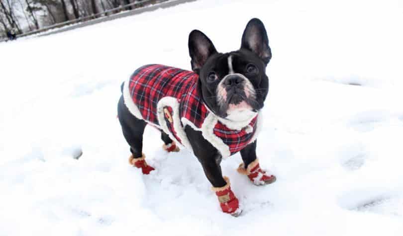 5 vinkkiä, kuinka pitää koira lämpimänä talvella