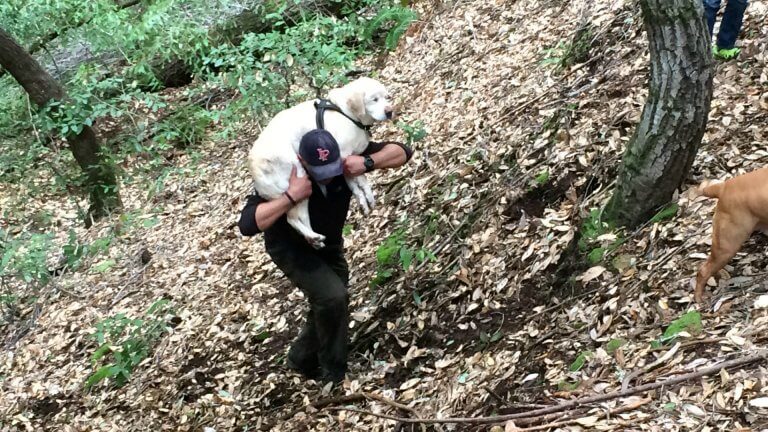Sokea labradorinnoutaja selviytyi viikon yksin metsässä