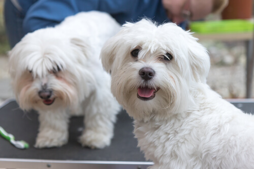 Kolme vinkkiä koiran hoitoon - Tärkeimmät ohjeet uudelle koiranomistajalle