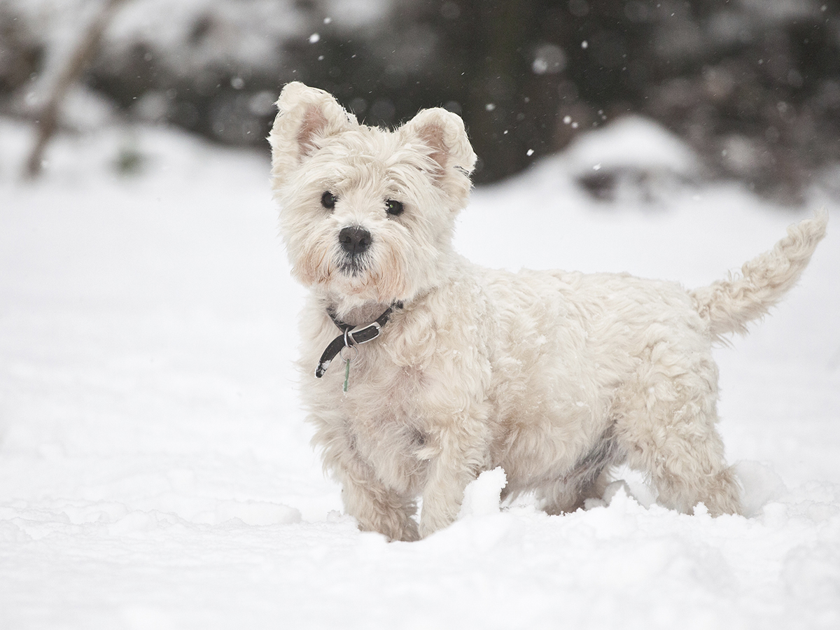 Kuinka pitää koira lämpimänä talvella?