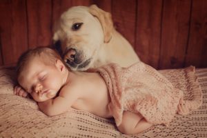 6 tapaa valmistella koira vauvan syntymään