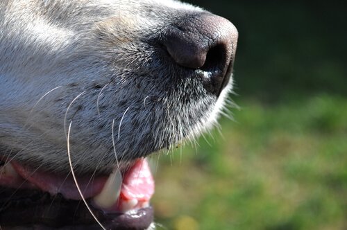 Kuinka raikastaa koiran pahanhajuinen hengitys?