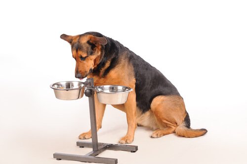 Montako ateriaa koira tarvitsee päivässä?