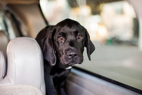 Turvallinen ja miellyttävä automatkustaminen koiran kanssa