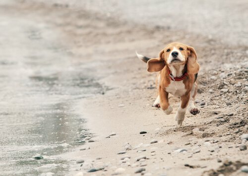 Koira juoksee rannalla