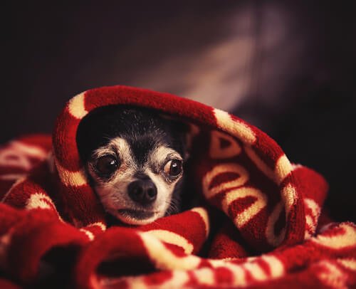 Koiran ukkosen pelko – kuinka eläin rauhoitetaan myrskyn aikana?