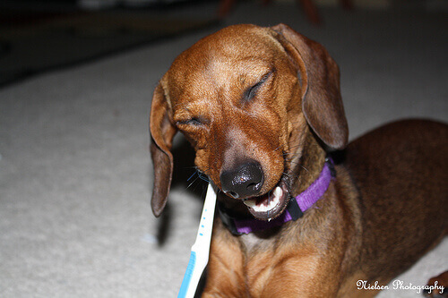 Koiran suuhygieniasta huolehtiminen
