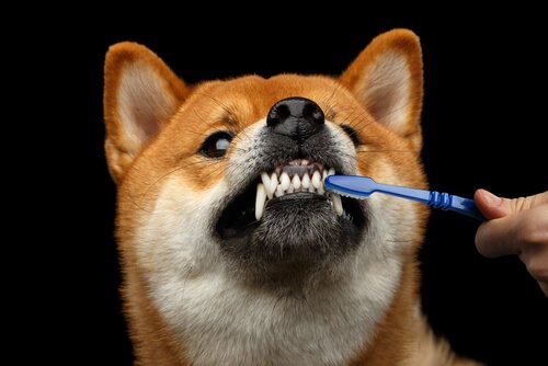 Vastahakoisen koiran hampaiden harjaaminen