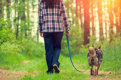 4 neuvoa, jotta koiran kävelyttäminen olisi miellyttävämpää