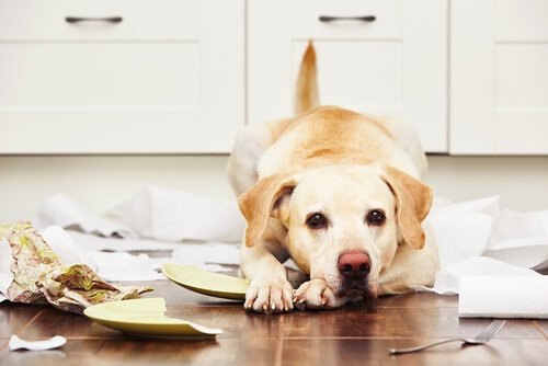 Labradorinnoutaja tuhoaa omistajan omaisuutta