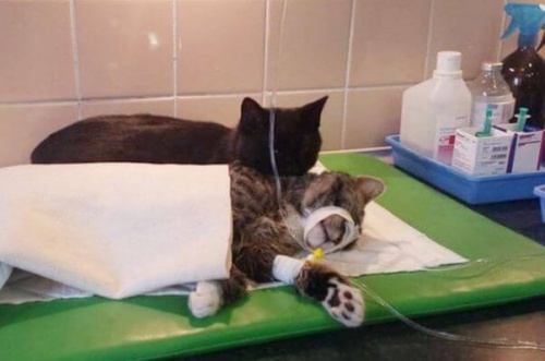 Kissa makaa eläinlääkärin pedillä