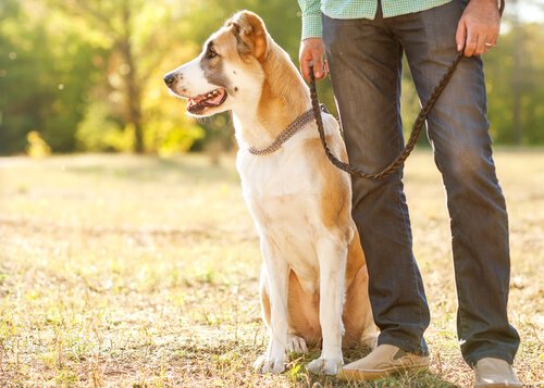 5 vinkkiä, joiden avulla koirankarvojen poistaminen vaatteista muuttuu helpoksi