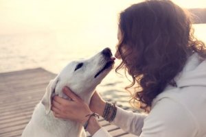 Koiran suukottelu voi aiheuttaa tulehdusten ja tautien ristiin tarttumista