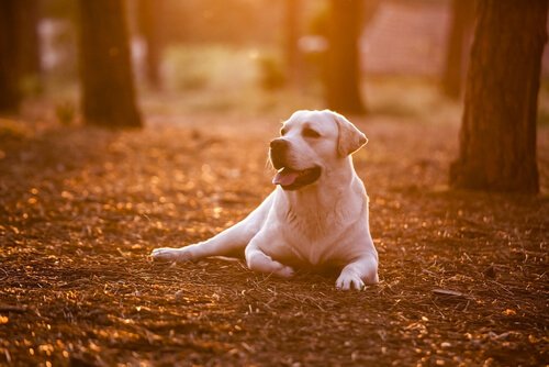 8 asiaa, jotka voimme oppia koiraltamme