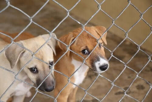 Yli 100 koiraa pelastettiin laittomalta kasvattajalta