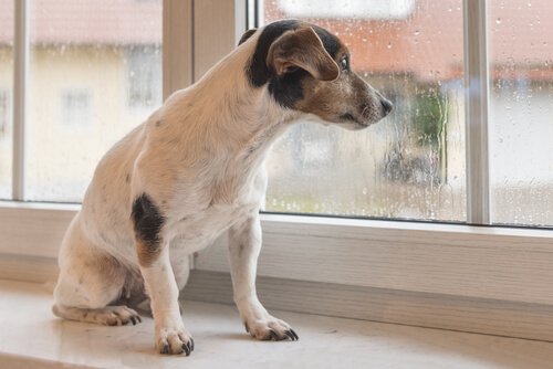 Koira katselee sadetta ikkunasta