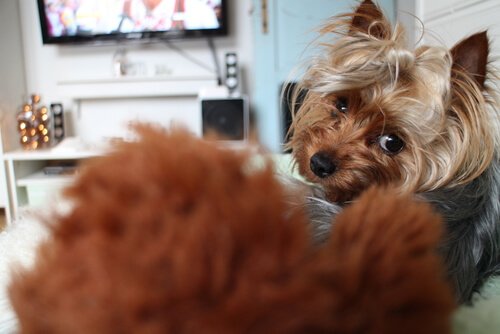 Tiesitkö, että myös koirat katsovat televisiota?