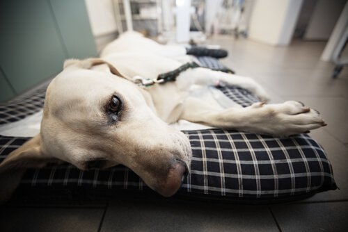 Milloin koiran eutanasia on oikea vaihtoehto?
