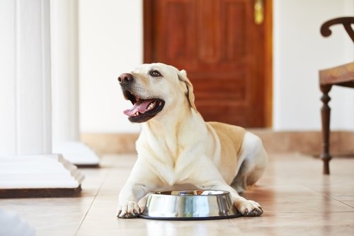 Vinkkejä koiran ruokintaan: Kuinka toimia ennen ja jälkeen ruokkimisen?