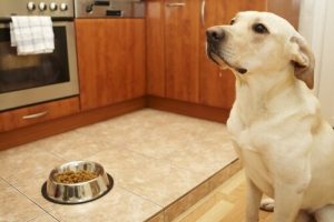 Kotitekoinen koiranruoka valmistuu helposti ja nopeasti