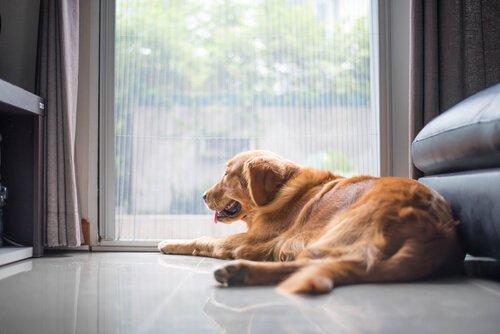 Koiran tylsistyminen vaikuttaa eläimen terveyteen