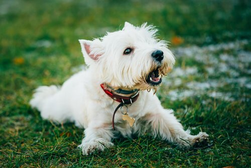 6 vinkkiä, joiden avulla rauhoittaa haukkuva koira