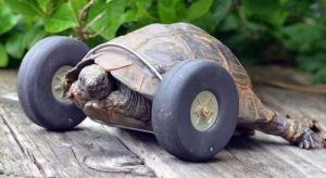 Tapaa proteesin avulla liikkuva kilpikonna