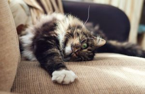Kuinka estää kissaa raapimasta huonekaluja?