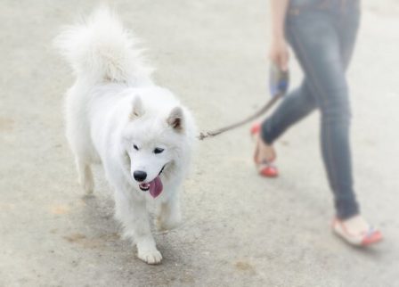 Koiran kontrolloiminen kävelylenkillä