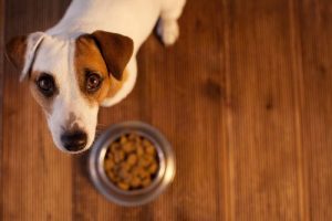 Kuinka selättää koiran ruoansulatusongelmat?