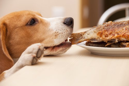 Oikeanlainen ruokakuppi koiralle - onko korkeareunainen astia hyvä vaihtoehto?