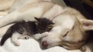 Siperianhusky adoptoi kissan - Lilon ja Rosien tarina