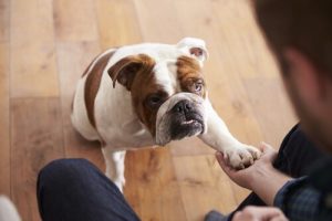 Tutkijoiden mukaan koira osaa huijata ihmistä