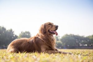 Koiran terveyden arvioiminen ulosteen perusteella
